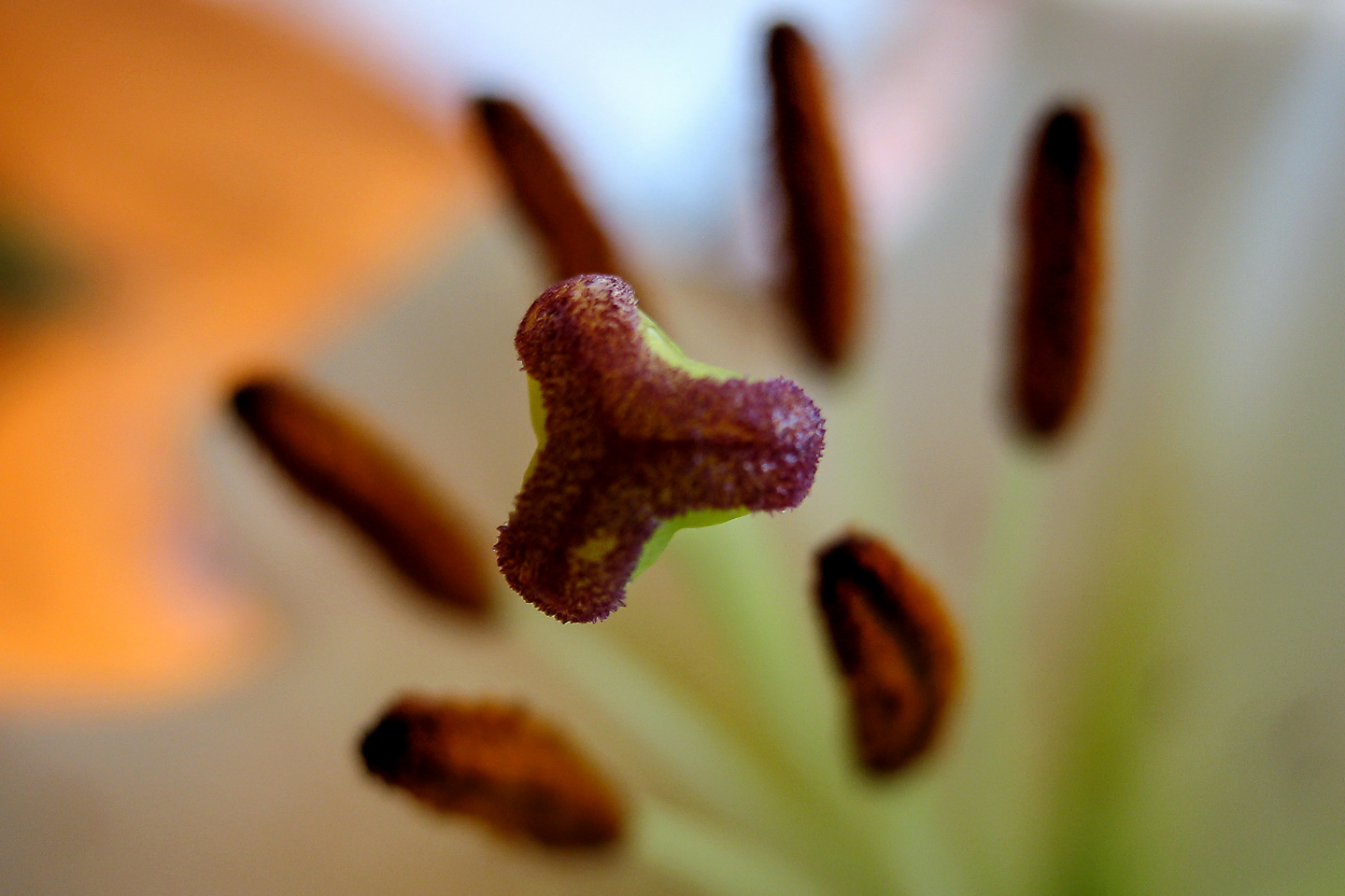 7.3 mm  1/20 Sek. bei f / 2,8