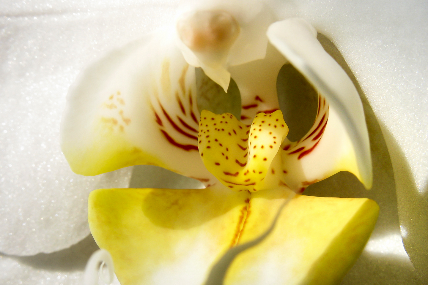 7.3 mm  1/125 Sek. bei f / 7,1