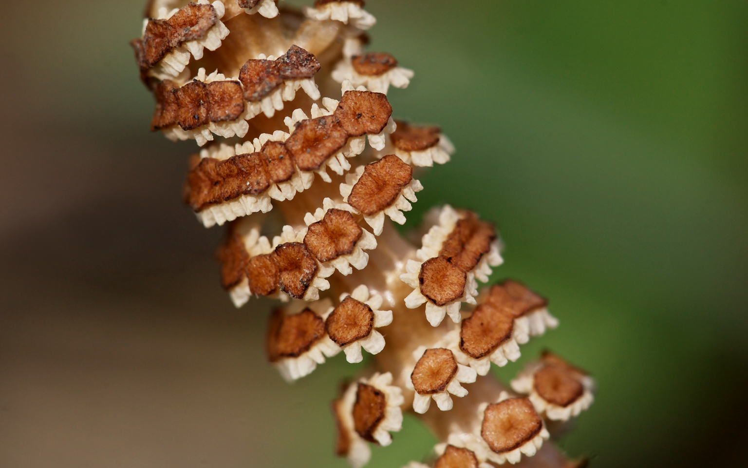 150 mm  1/750 Sek. bei f / 5,6