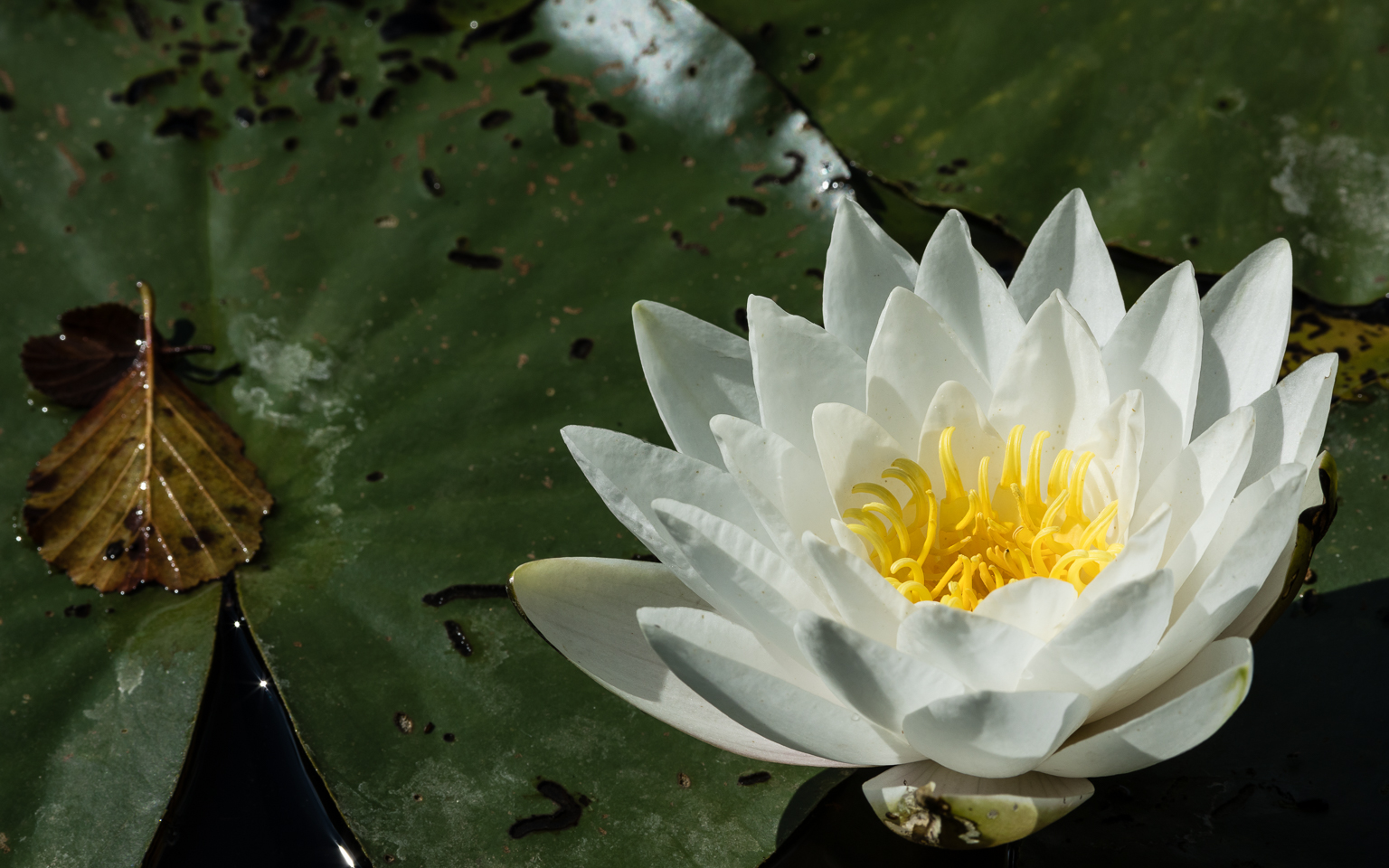 200 mm  1/500 Sek. bei f / 13