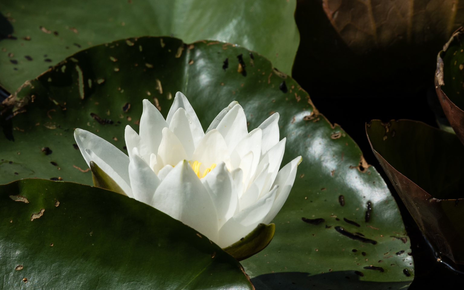 200 mm  1/800 Sek. bei f / 14