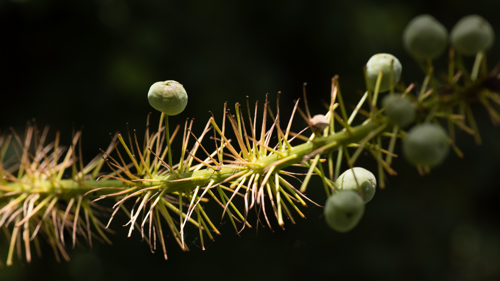 100 mm  1/200 Sek. bei f / 8,0