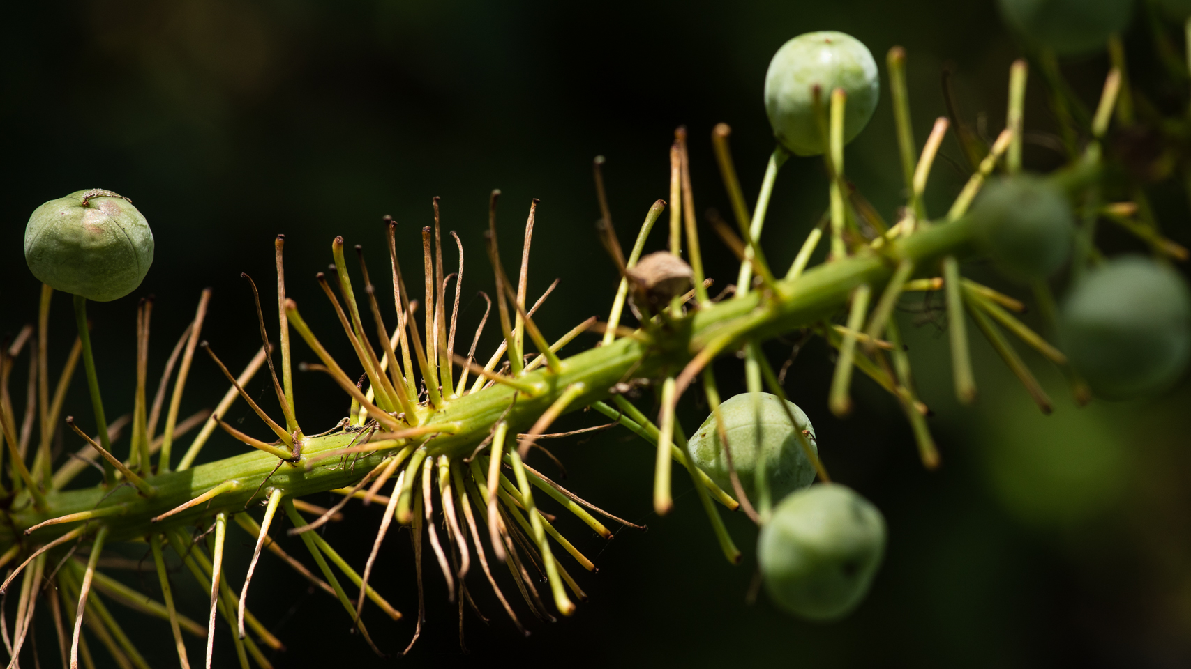100 mm  1/200 Sek. bei f / 8,0