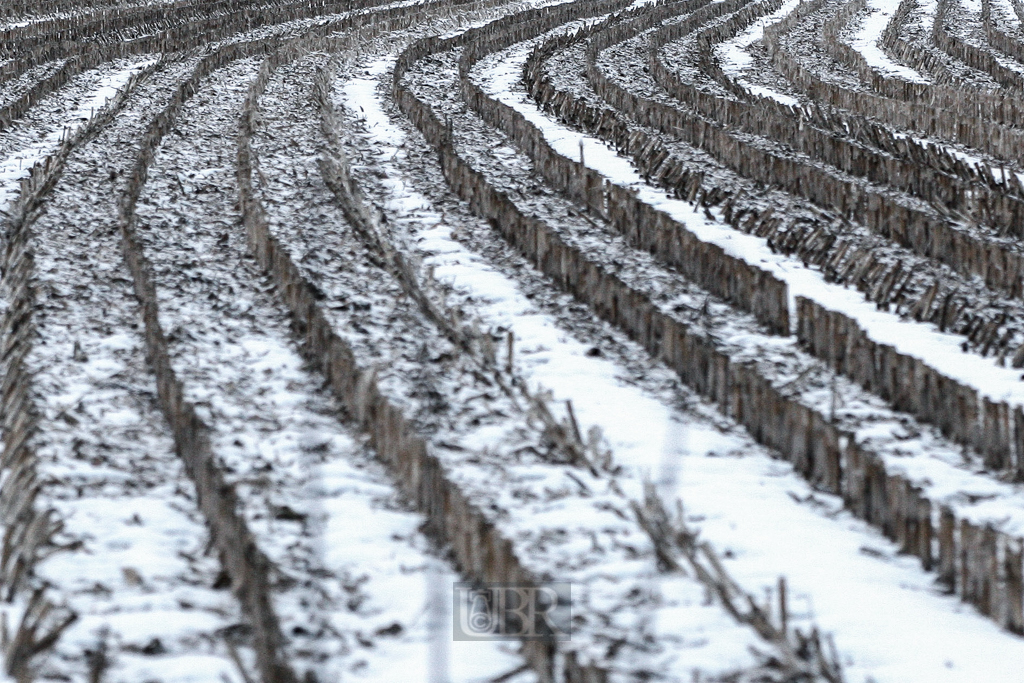 cop_maisfeld_stoppeln_winter