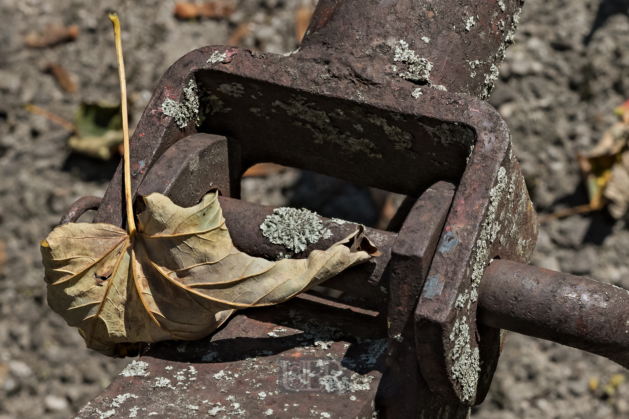 herbst_blatt_mit_scharnier