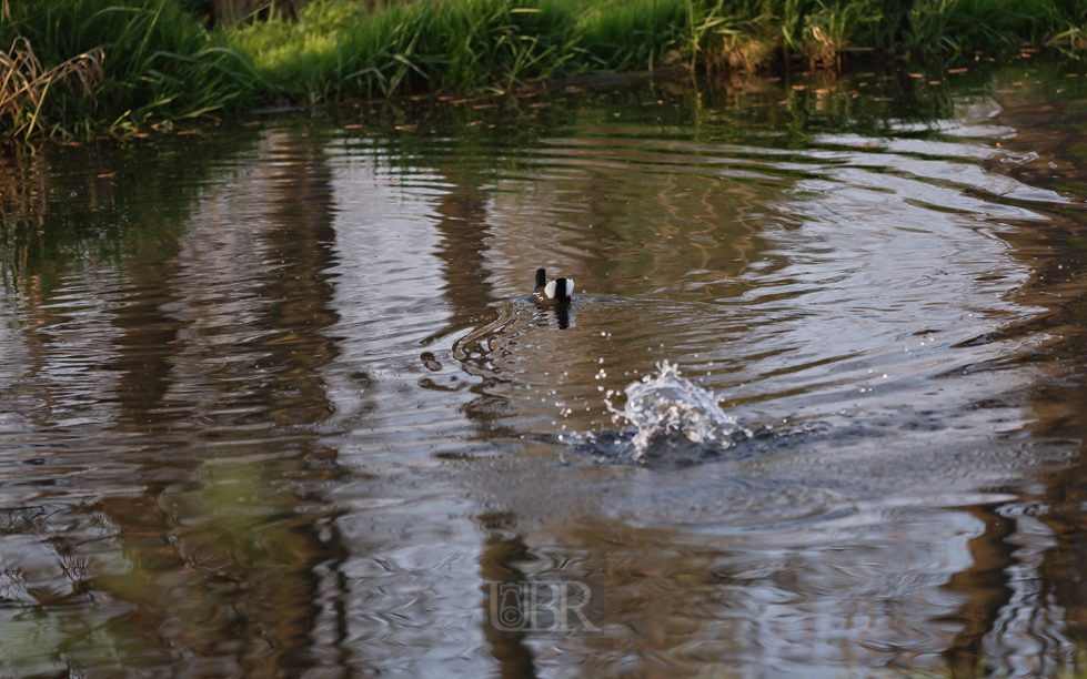 fischteiche_muehlsen_154