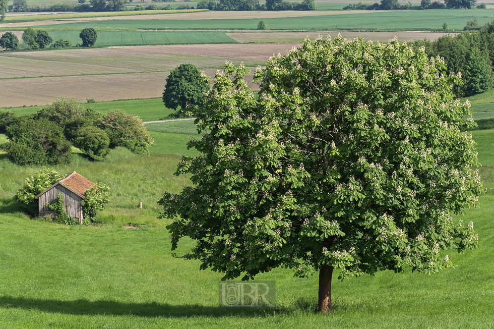 moosblick_03_kastanie_schuppen