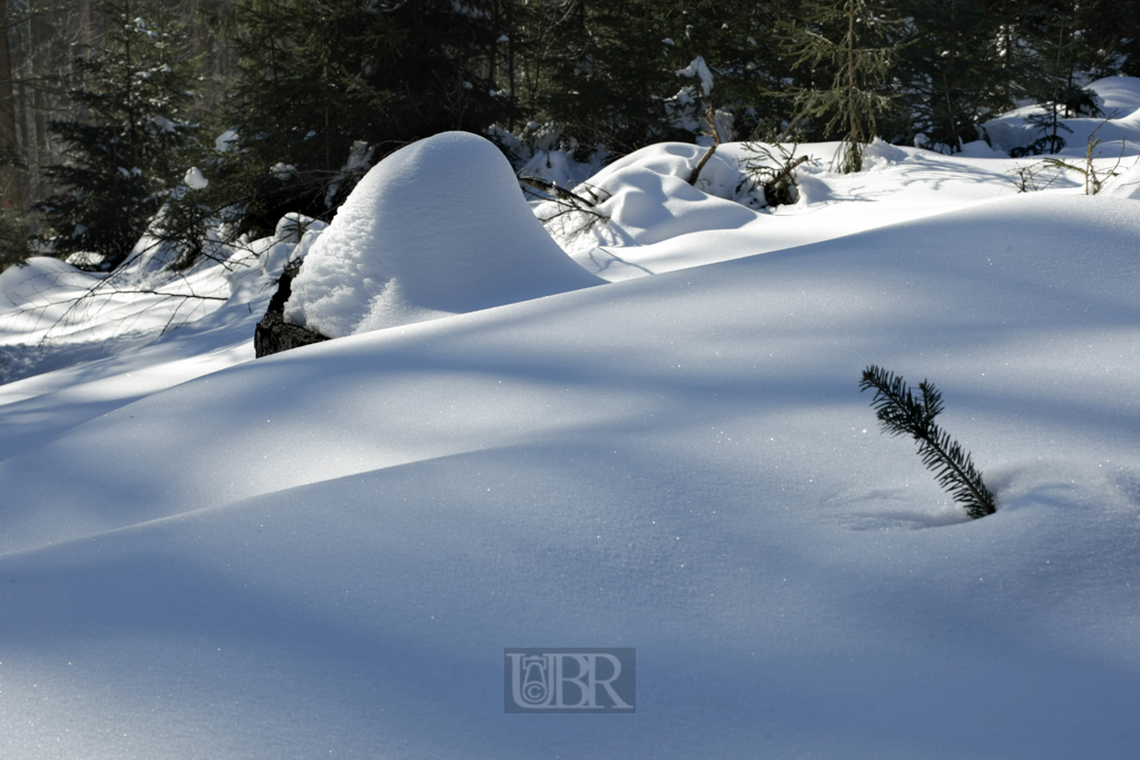 Verschneite Wälder und BÄche