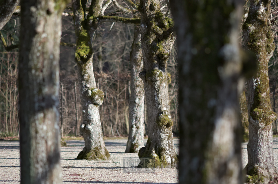 Eisernes und knorriges im Schlossgarten