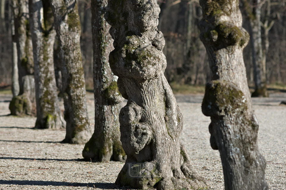 Eisernes und knorriges im Schlossgarten