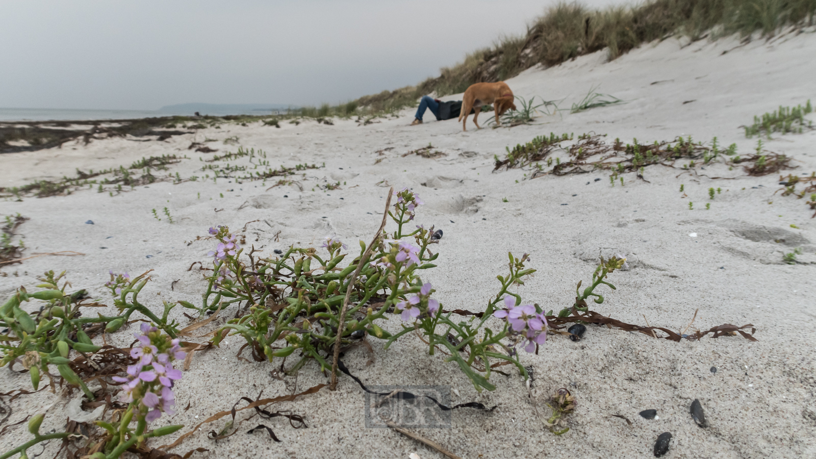 Strandeindrücke auf Hiddensee