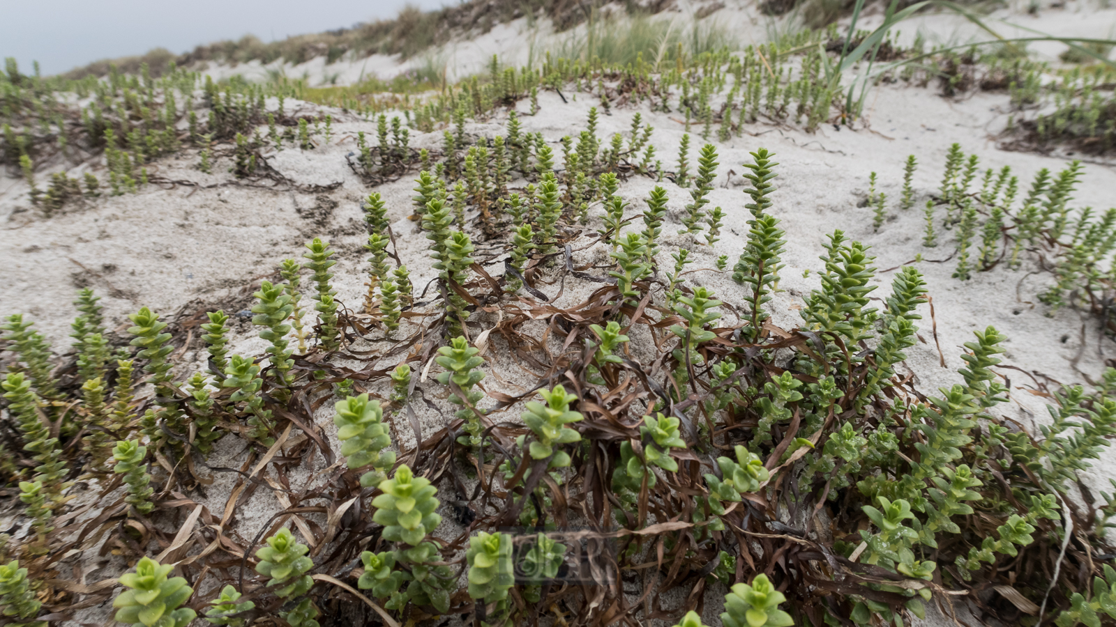 Strandeindrücke auf Hiddensee