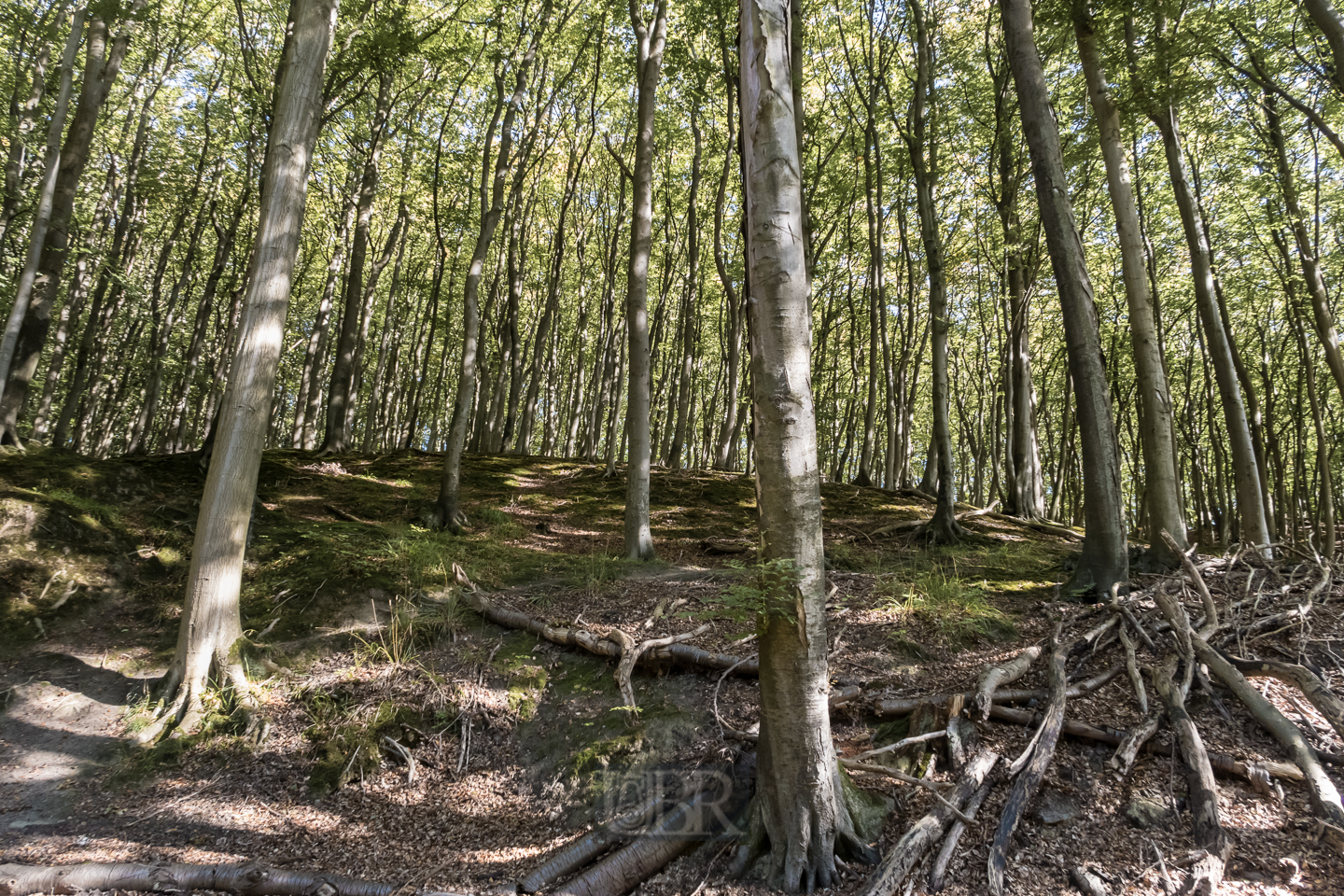 In den Wäldern auf der Suche nach den Kreidefelsen - bei Sassnitz / Jasmund