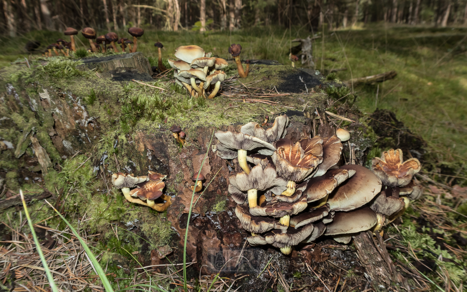 Pilze im Kiefernwald auf der 'Schaabe' - zwischen Jasmund und Wittow