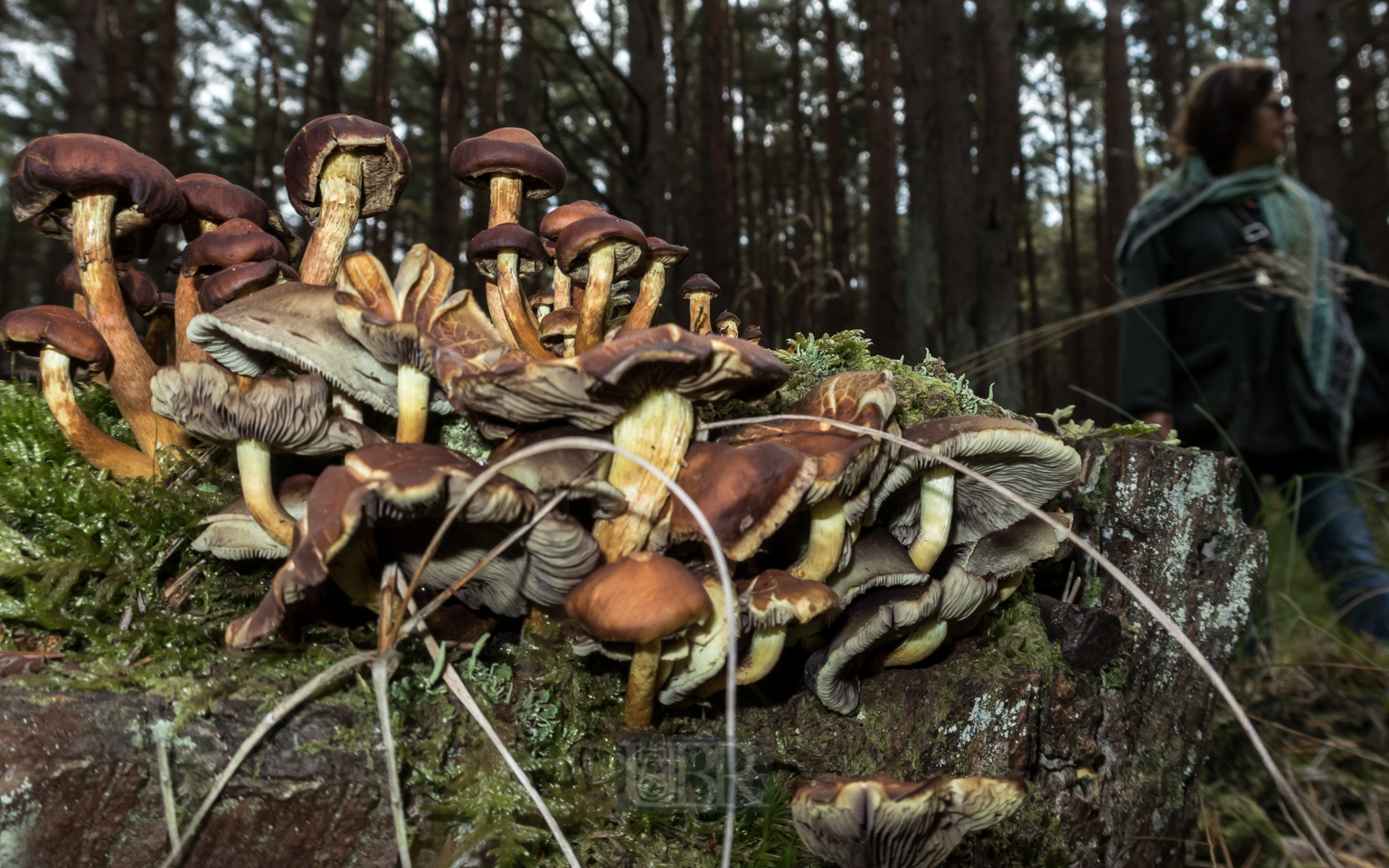 Pilze im Kiefernwald auf der 'Schaabe' - zwischen Jasmund und Wittow