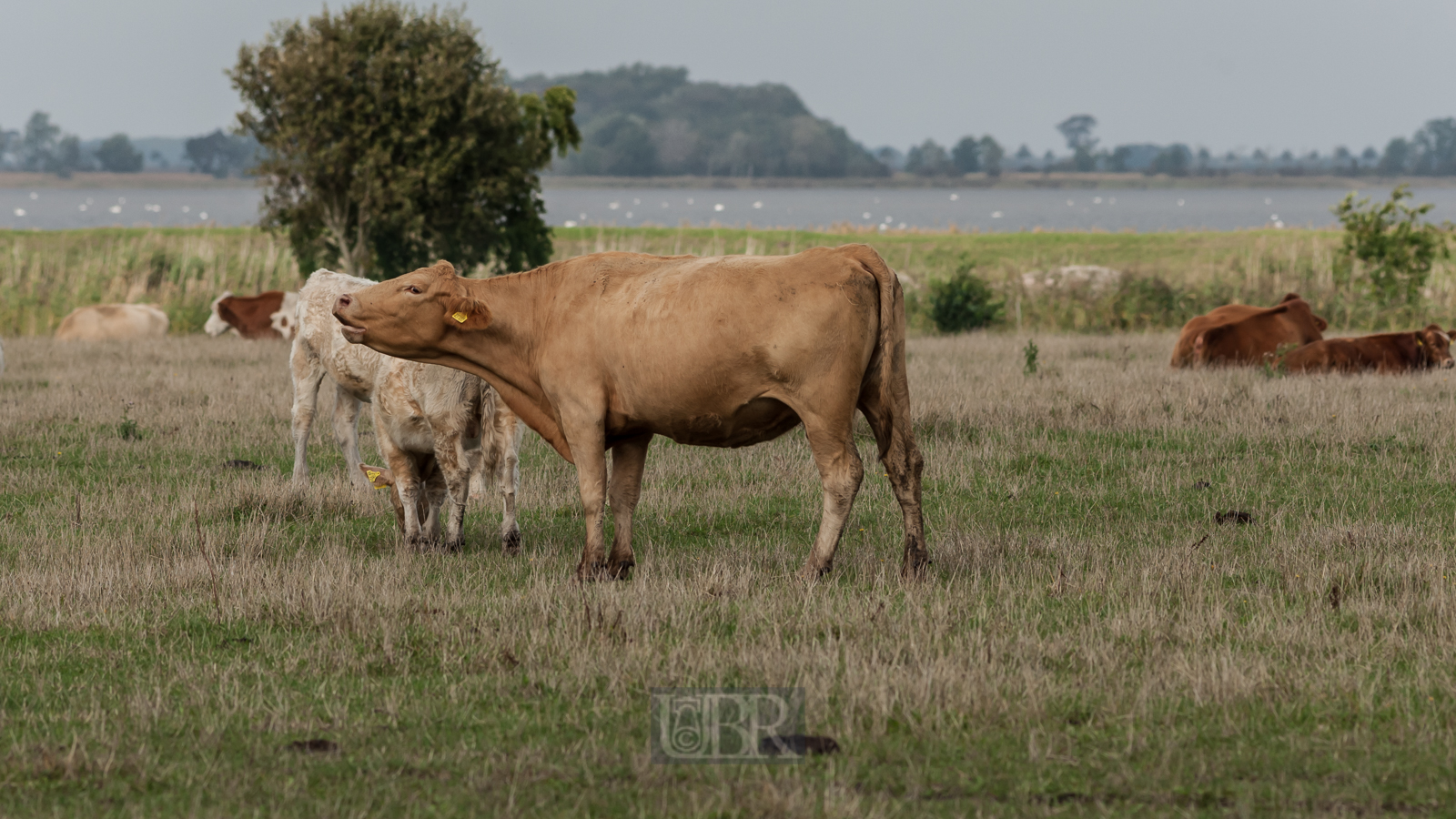 Große Weideflächen auf der Insel Ummanz / Rügen