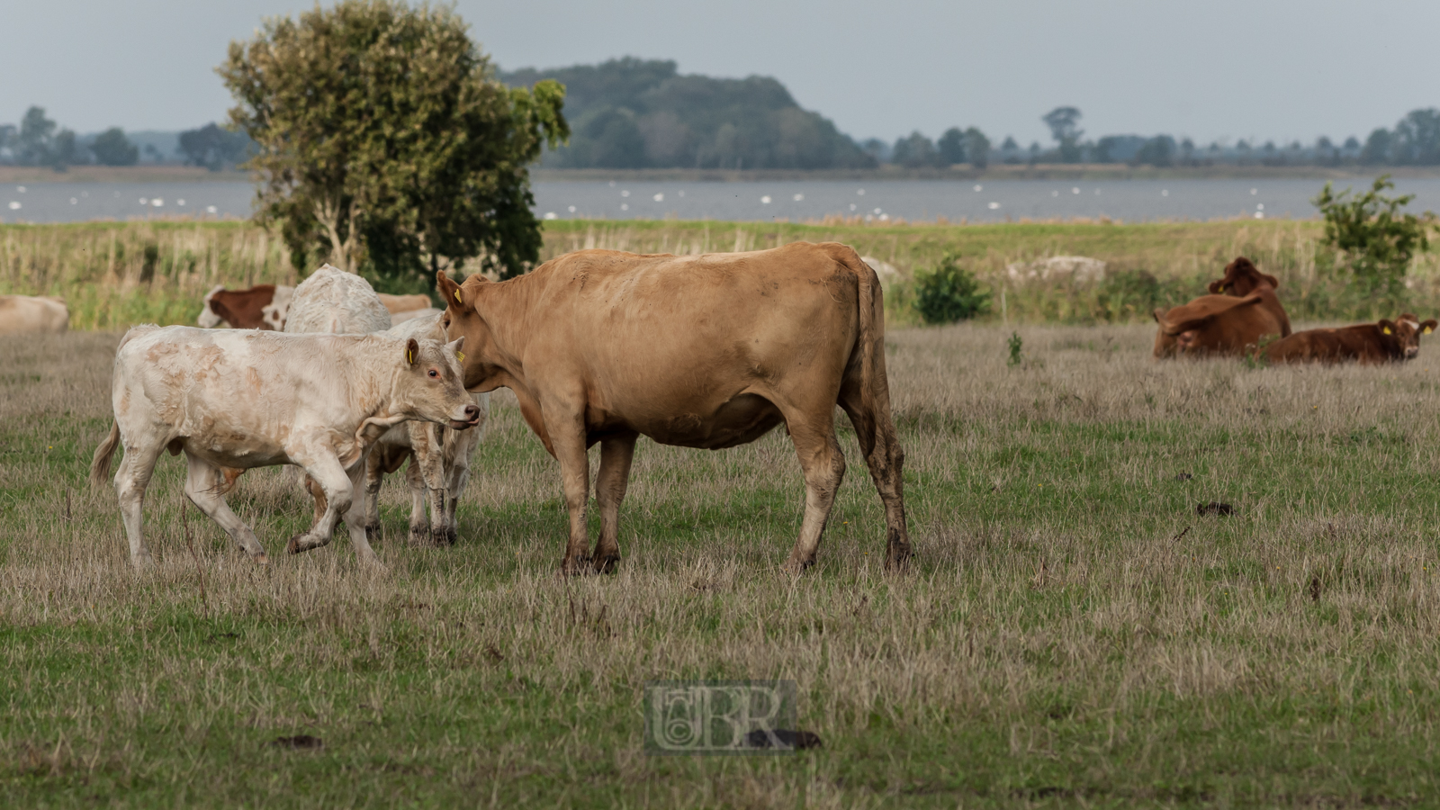 Große Weideflächen auf der Insel Ummanz / Rügen