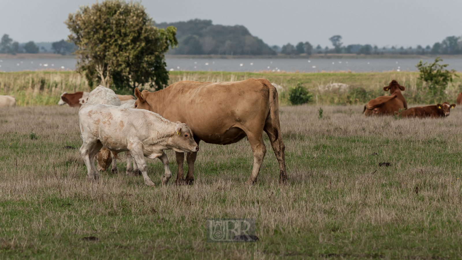 Große Weideflächen auf der Insel Ummanz / Rügen