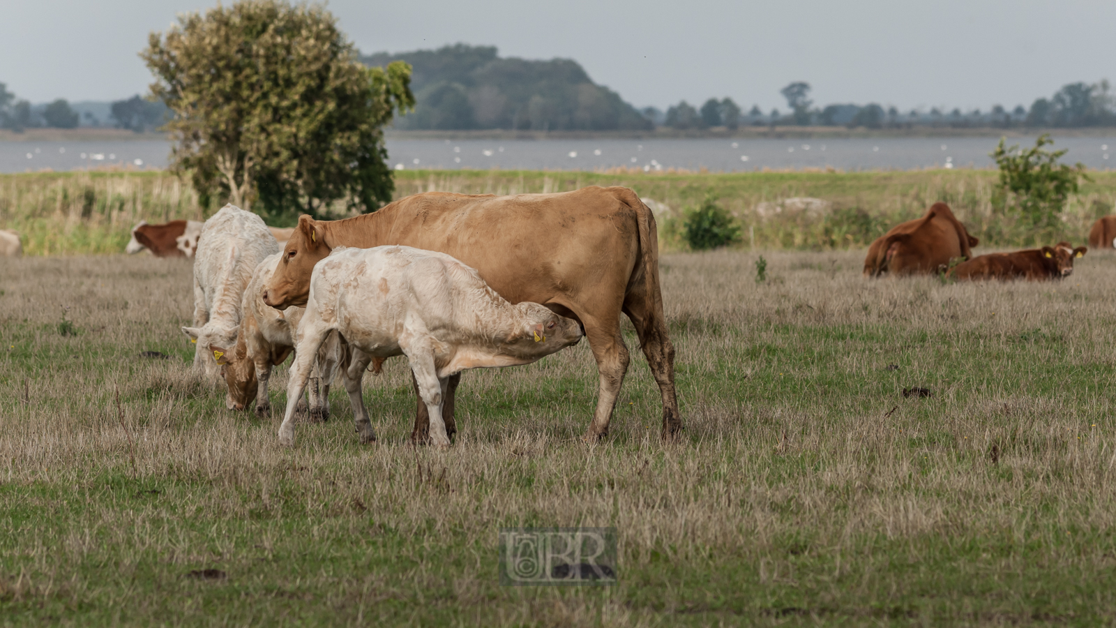 Große Weideflächen auf der Insel Ummanz / Rügen