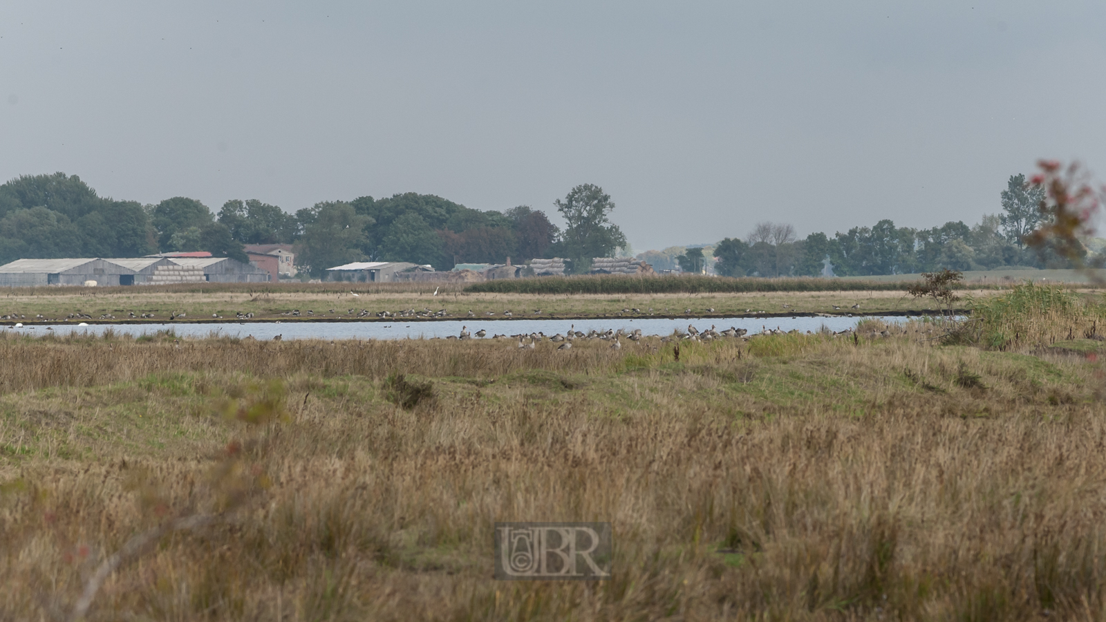 Große Weideflächen auf der Insel Ummanz / Rügen