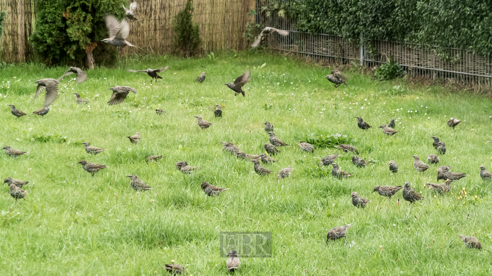 Ein Vogelparadies - auch für Stare im Garten