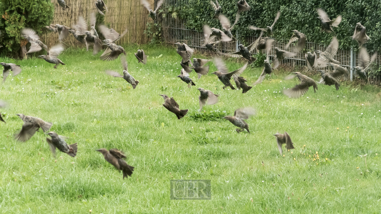 Ein Vogelparadies - auch für Stare im Garten