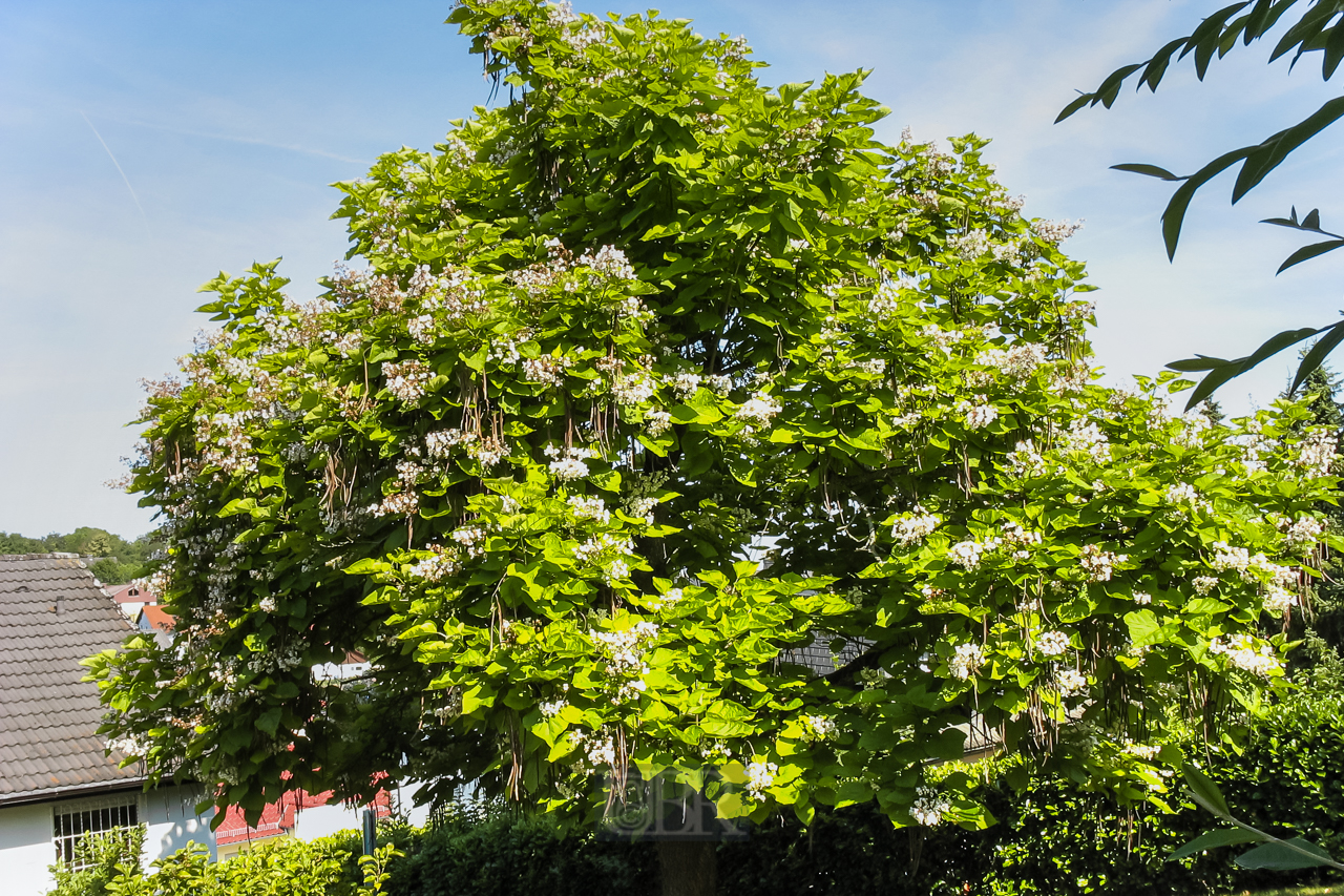 garten_bohnenbaum_01