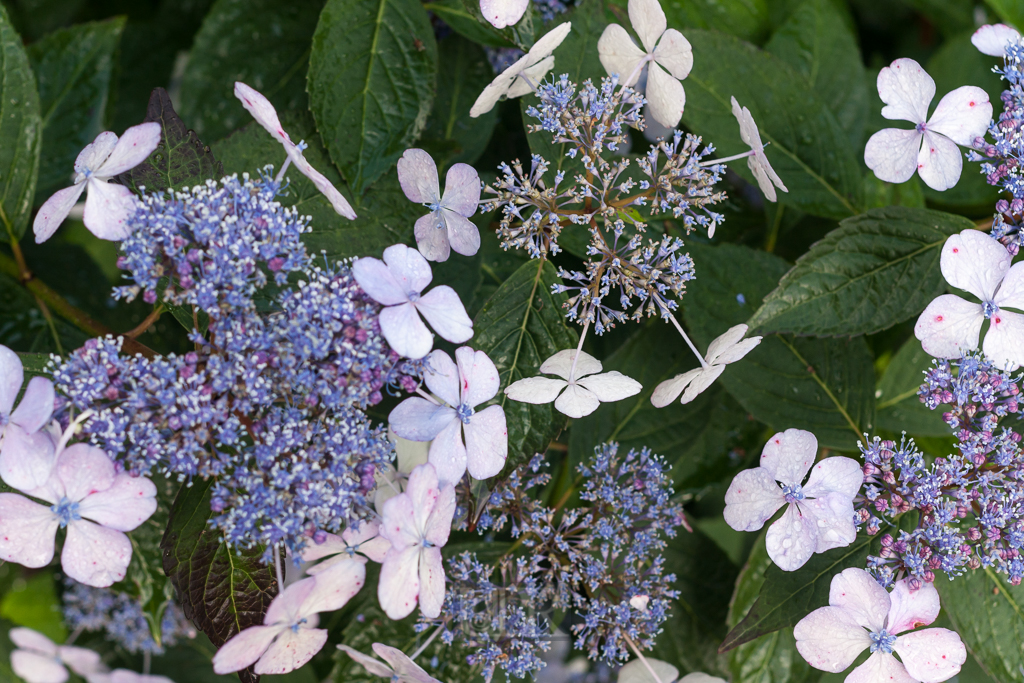 Sommerliche Pracht aus Garten und Feld