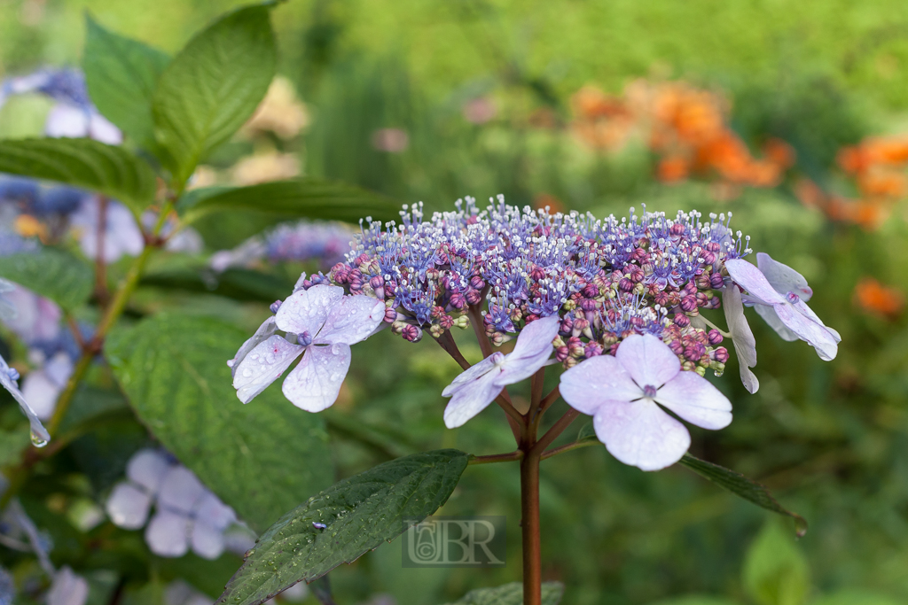 Sommerliche Pracht aus Garten und Feld
