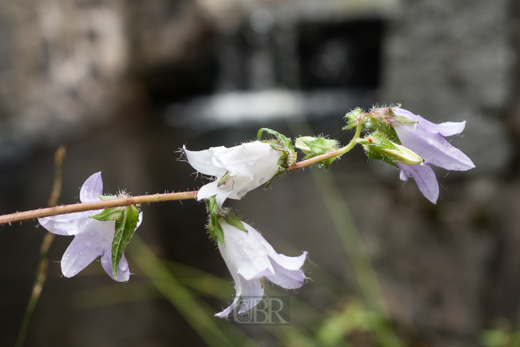 Sommerliche Pracht aus Garten und Feld
