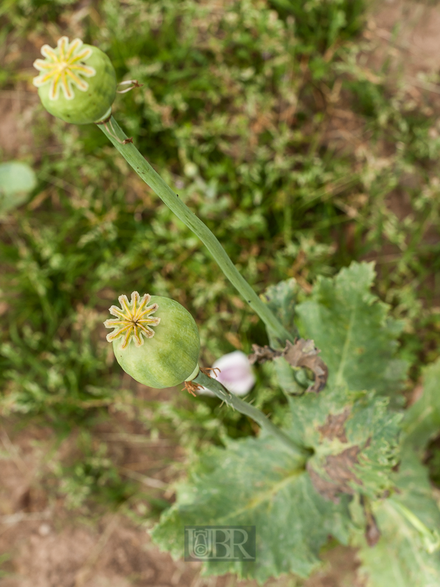 Sommerliche Pracht aus Garten und Feld