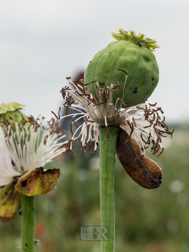 Sommerliche Pracht aus Garten und Feld