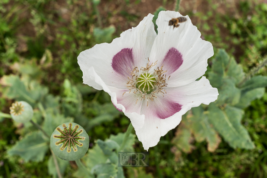 Sommerliche Pracht aus Garten und Feld