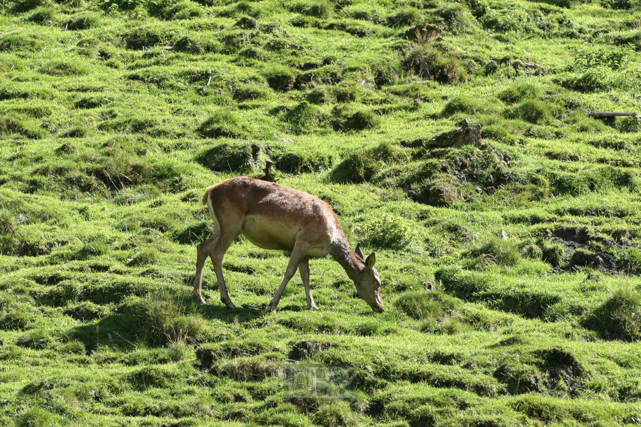 Tierpark Ferleiten an der Großglockner-Straße