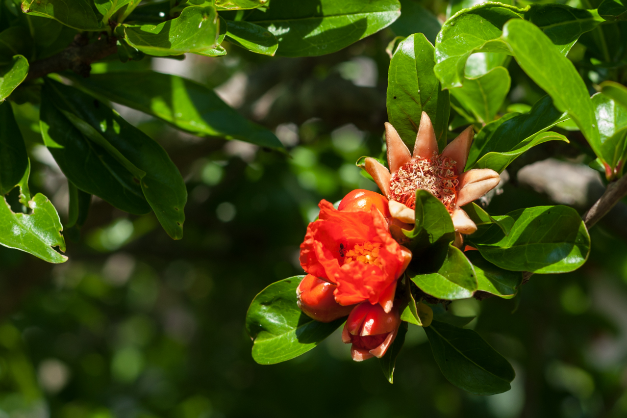 Blüten im Vorbeigehen festgehalten