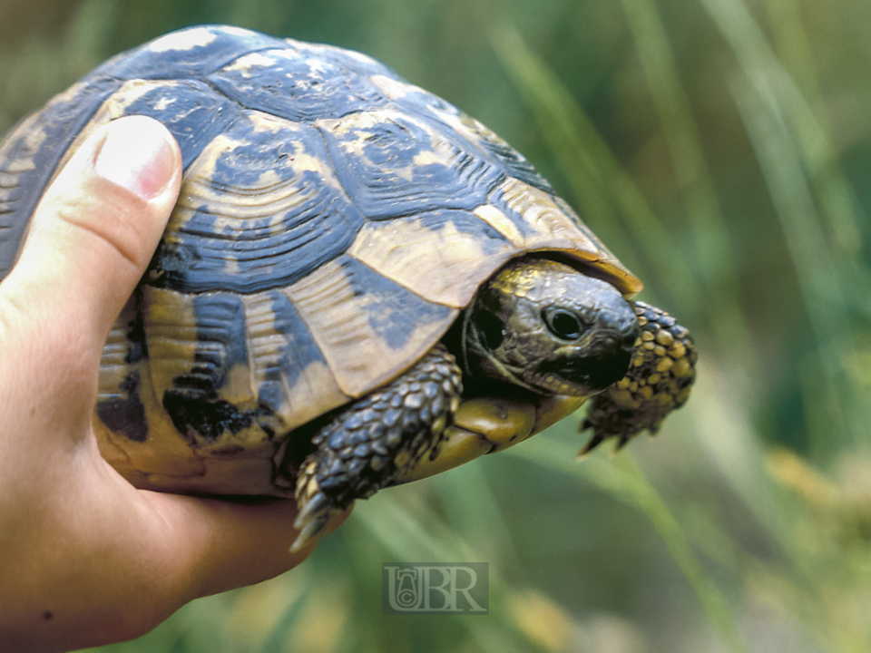 schildkroete