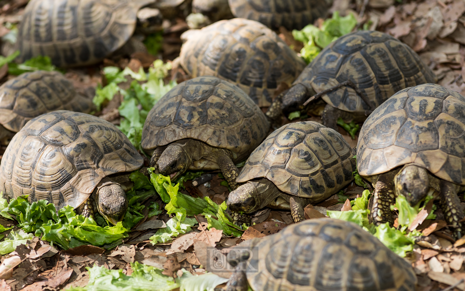 Junge Griechische Landschildkröten