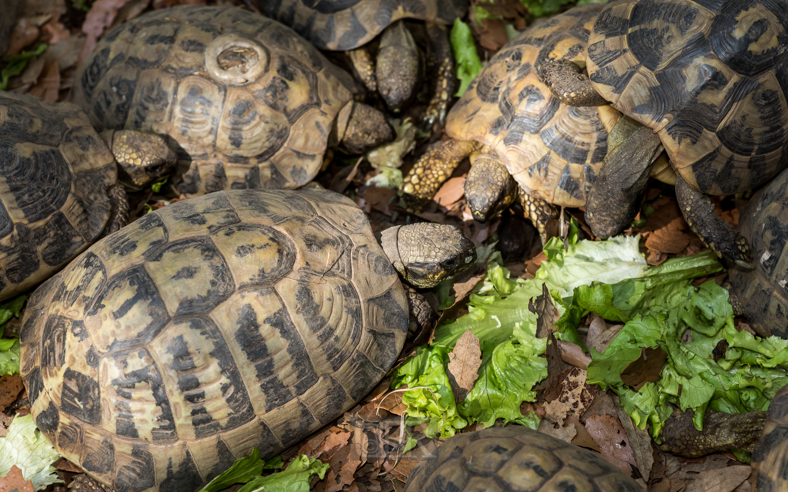 Junge Griechische Landschildkröten