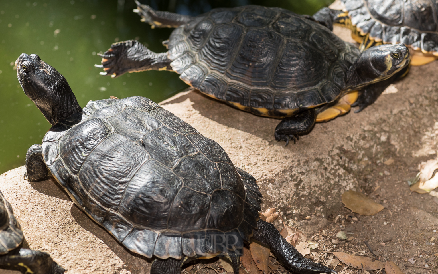 Schmuckschildkröten