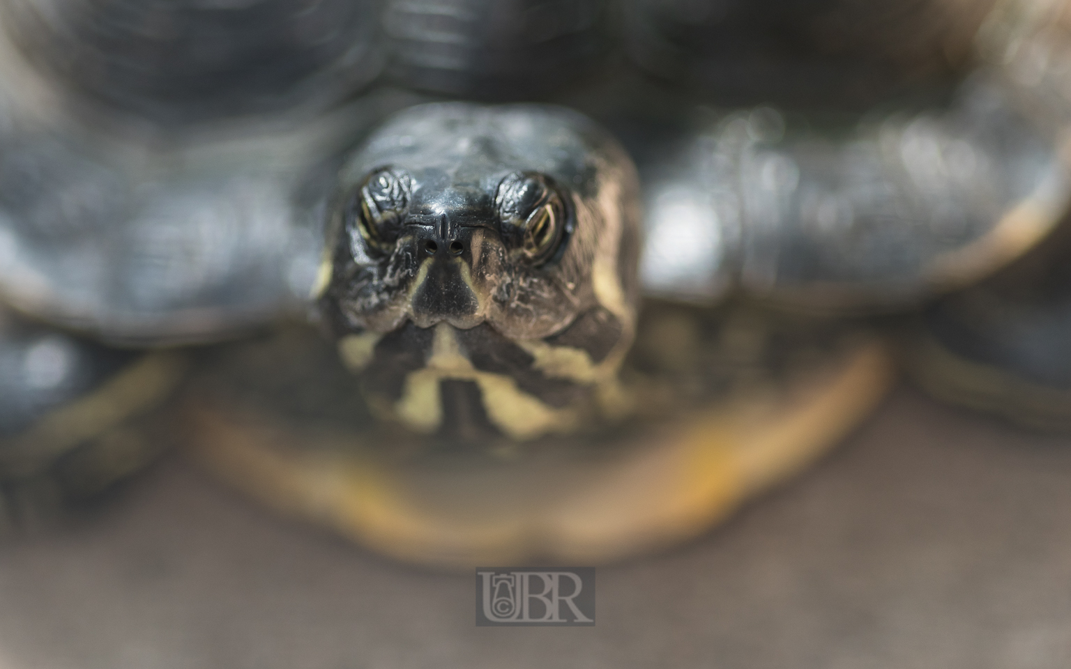 Schmuckschildkröten