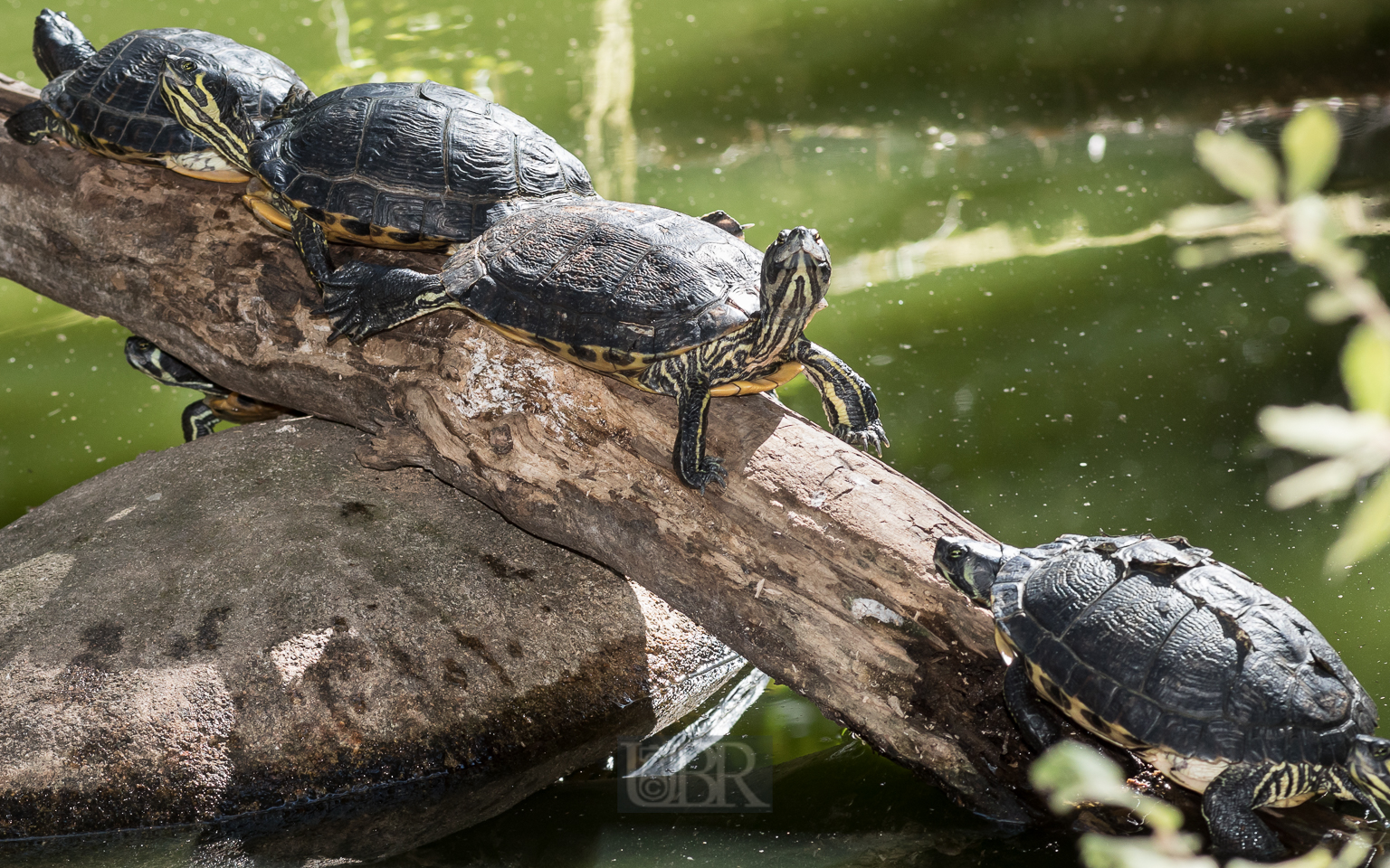 Schmuckschildkröten