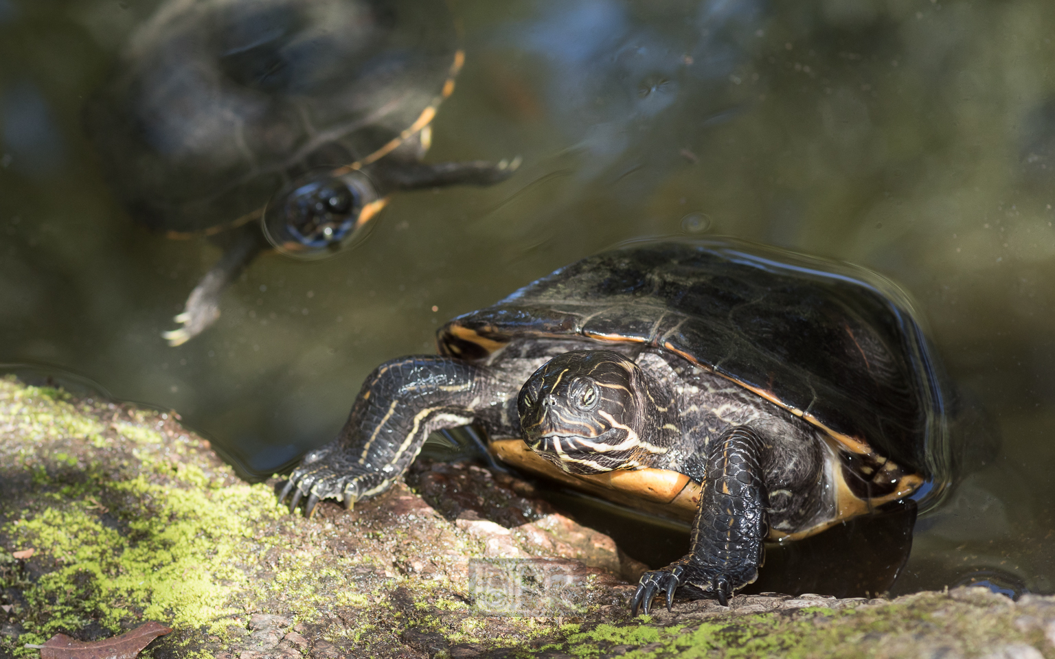 Schmuckschildkröten