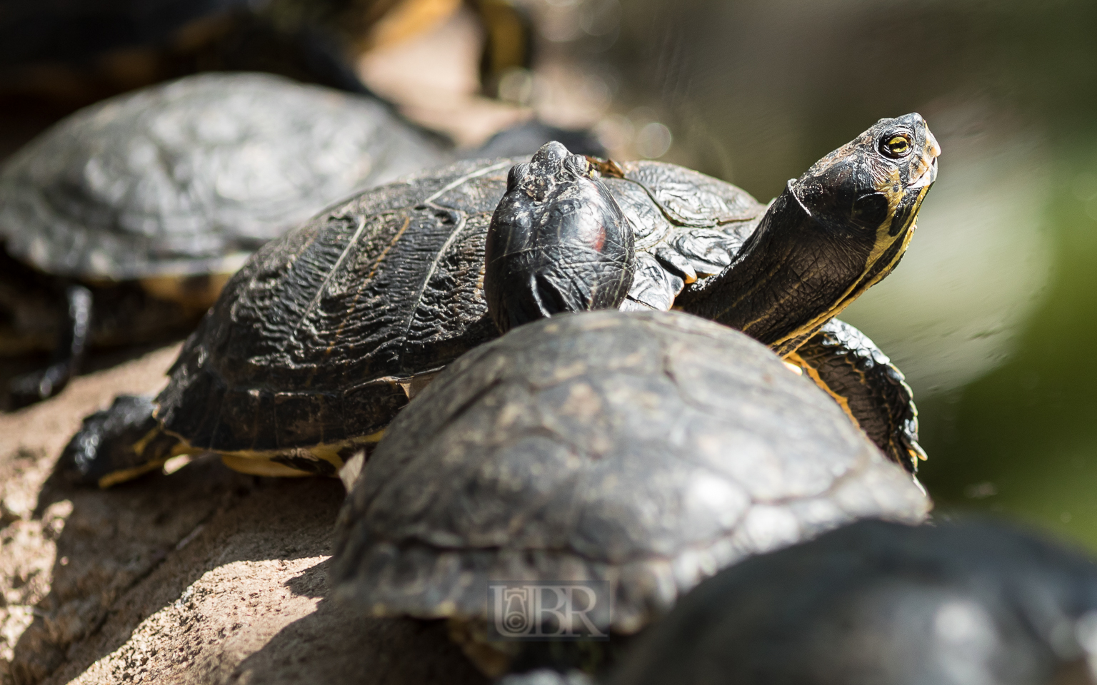 Schmuckschildkröten