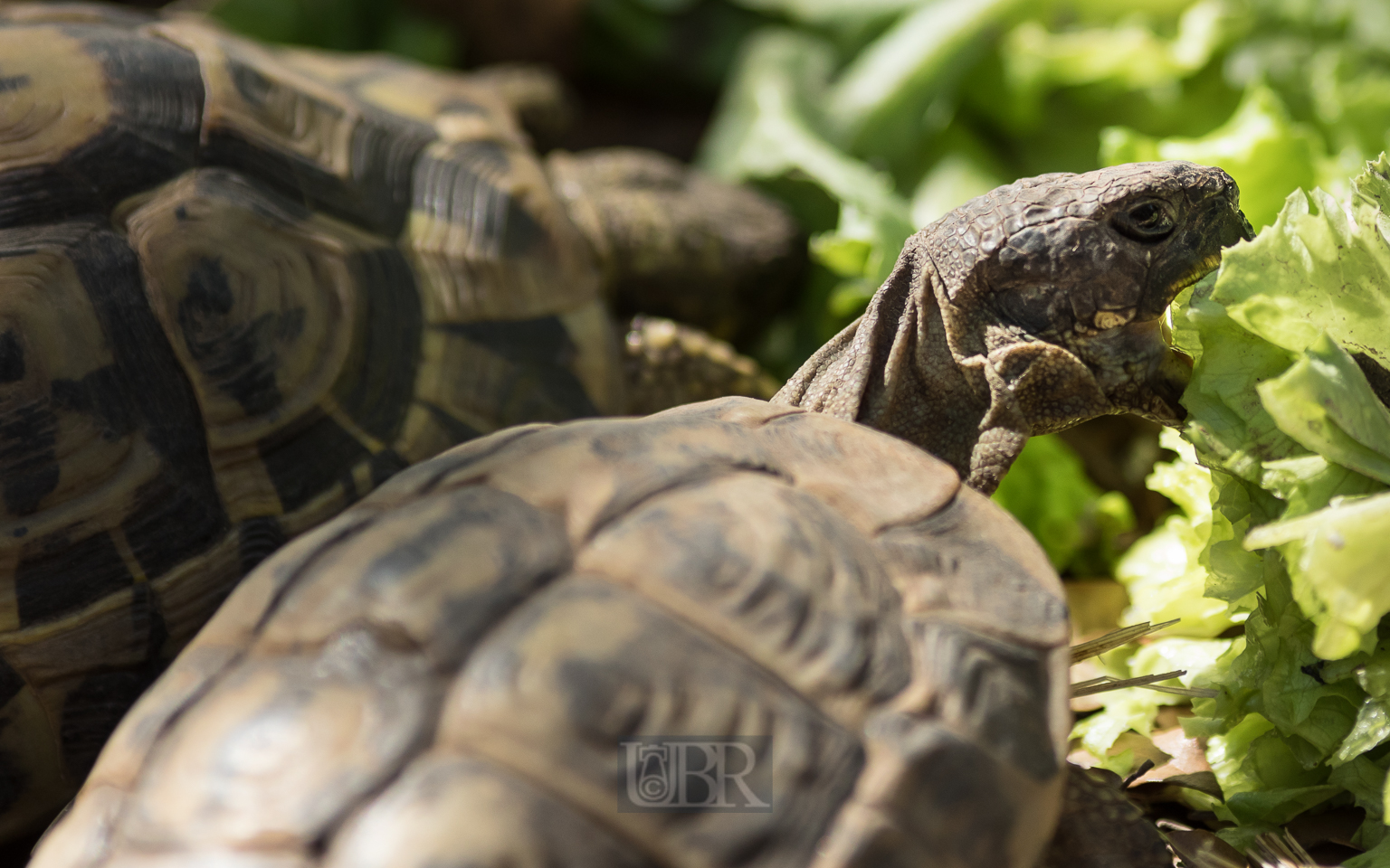 Griechische Landschildkröte