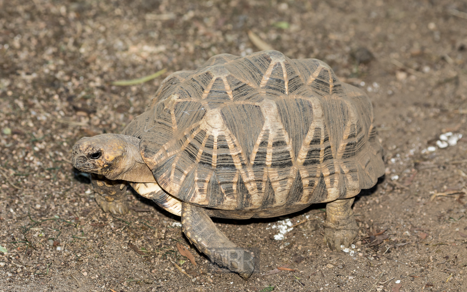 Indische Sternschildkröte