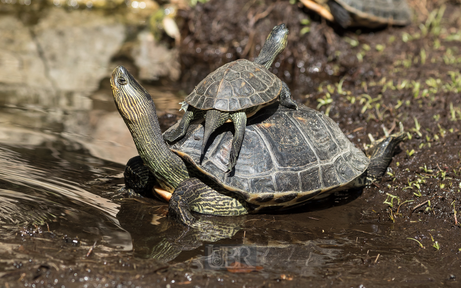 Schmuckschildkröten