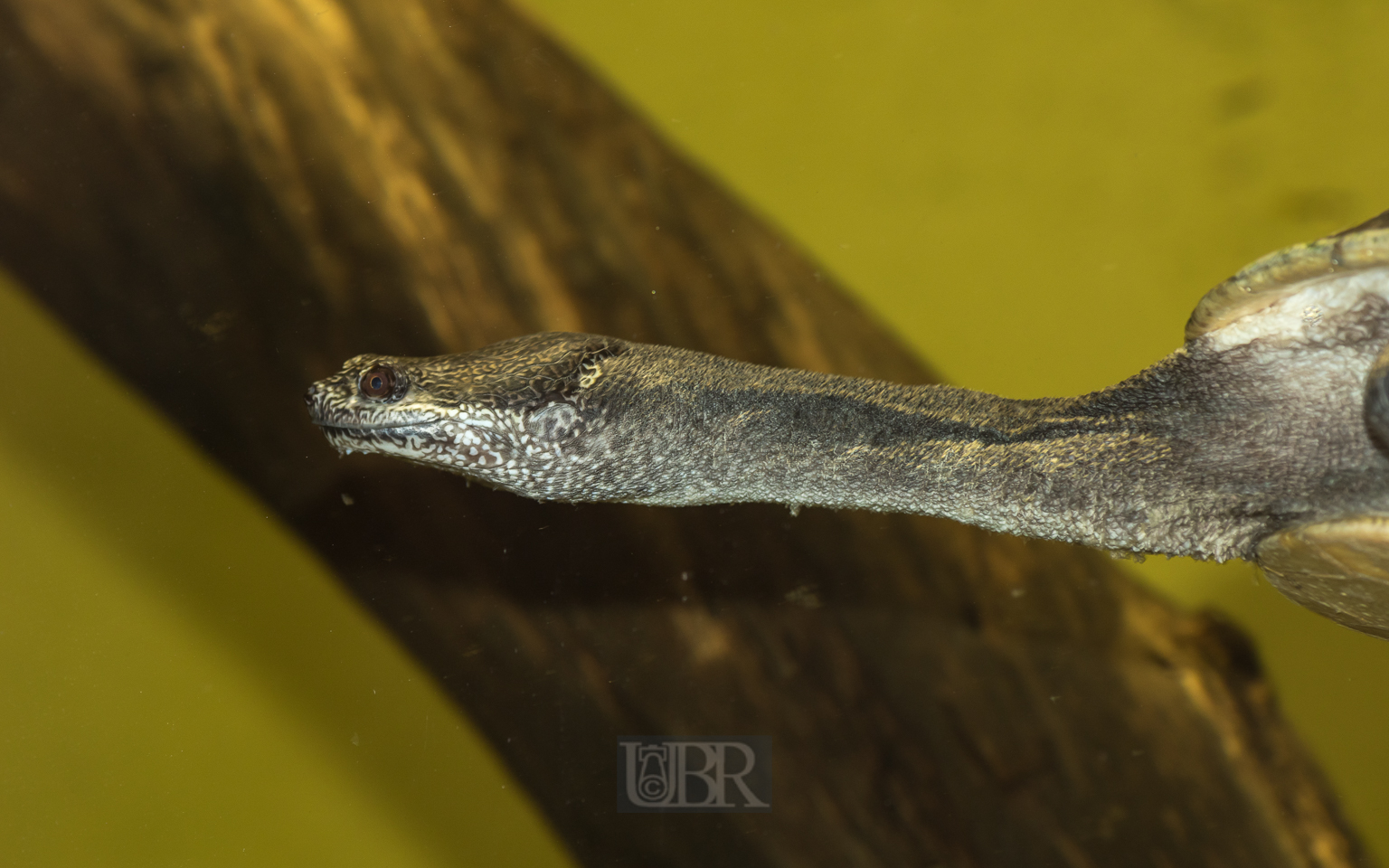 Schlangenhals-Schildkröte