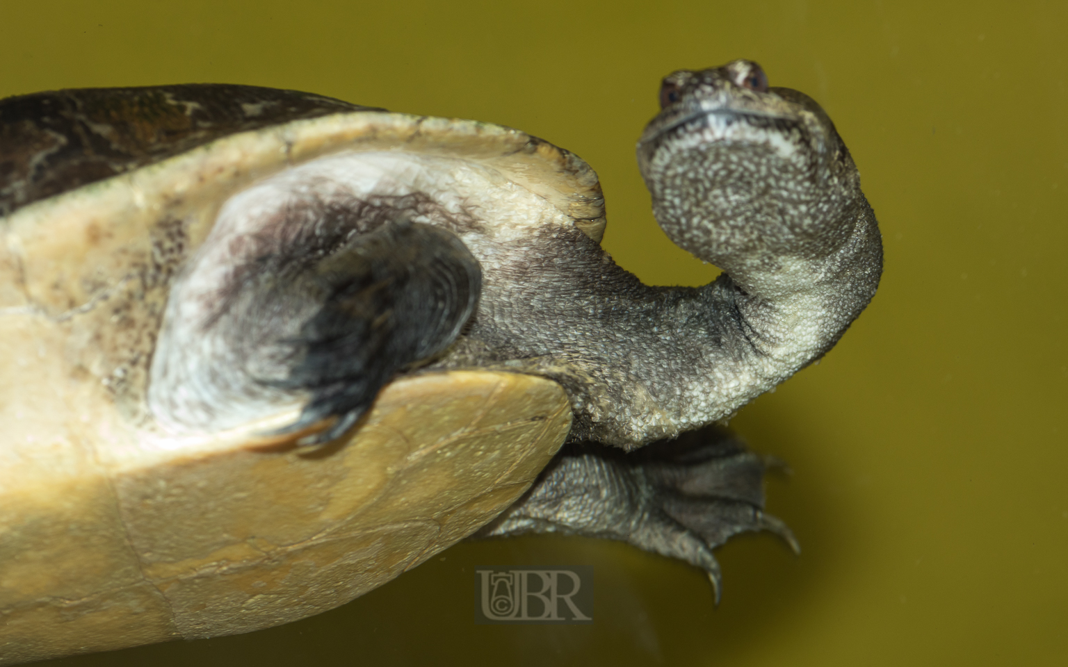 Schlangenhals-Schildkröte