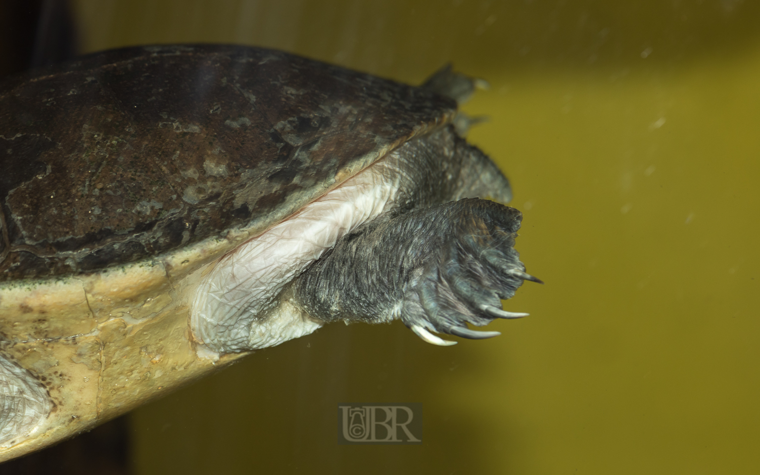 Schlangenhals-Schildkröte