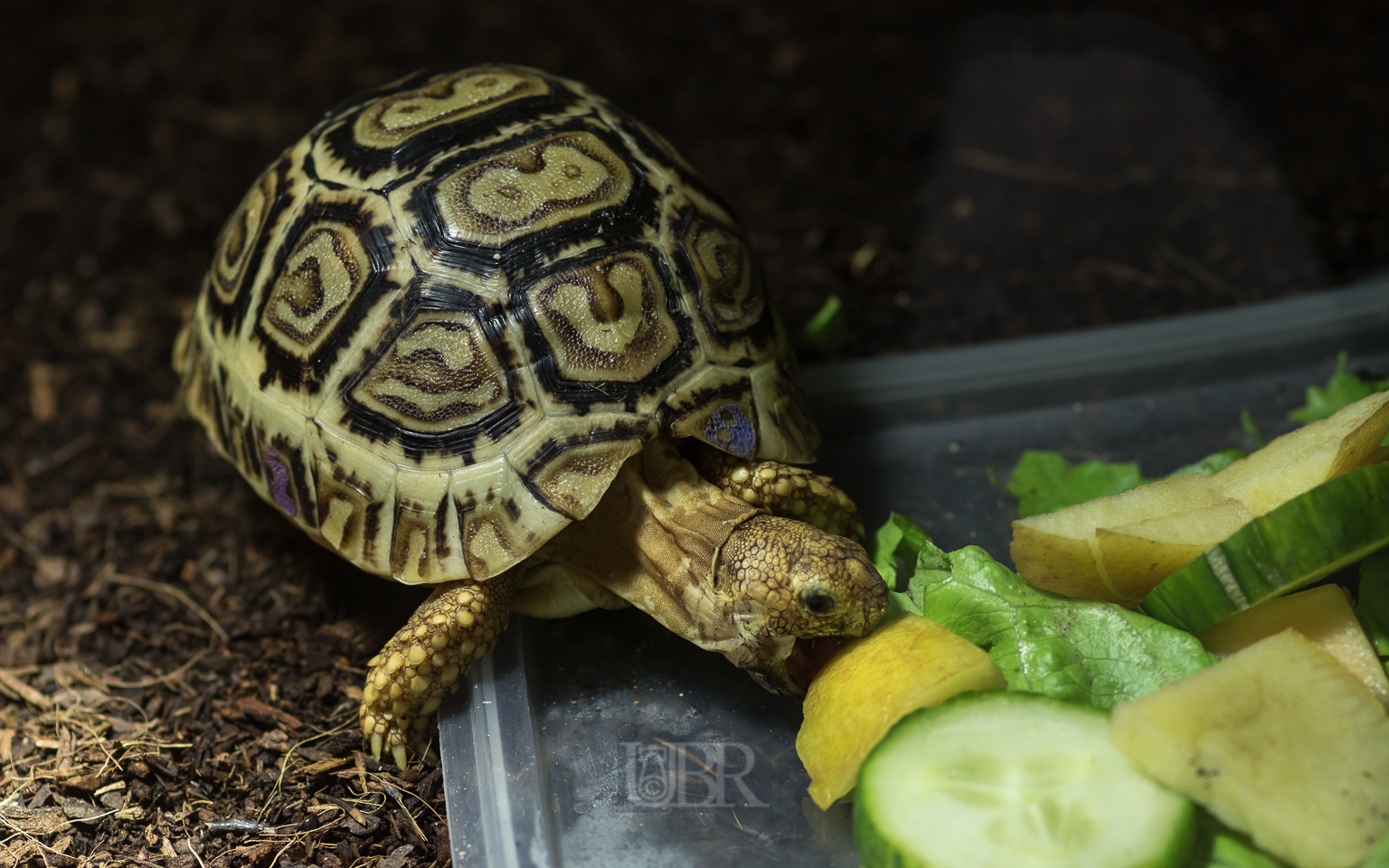 Leoparden - Schildkröte